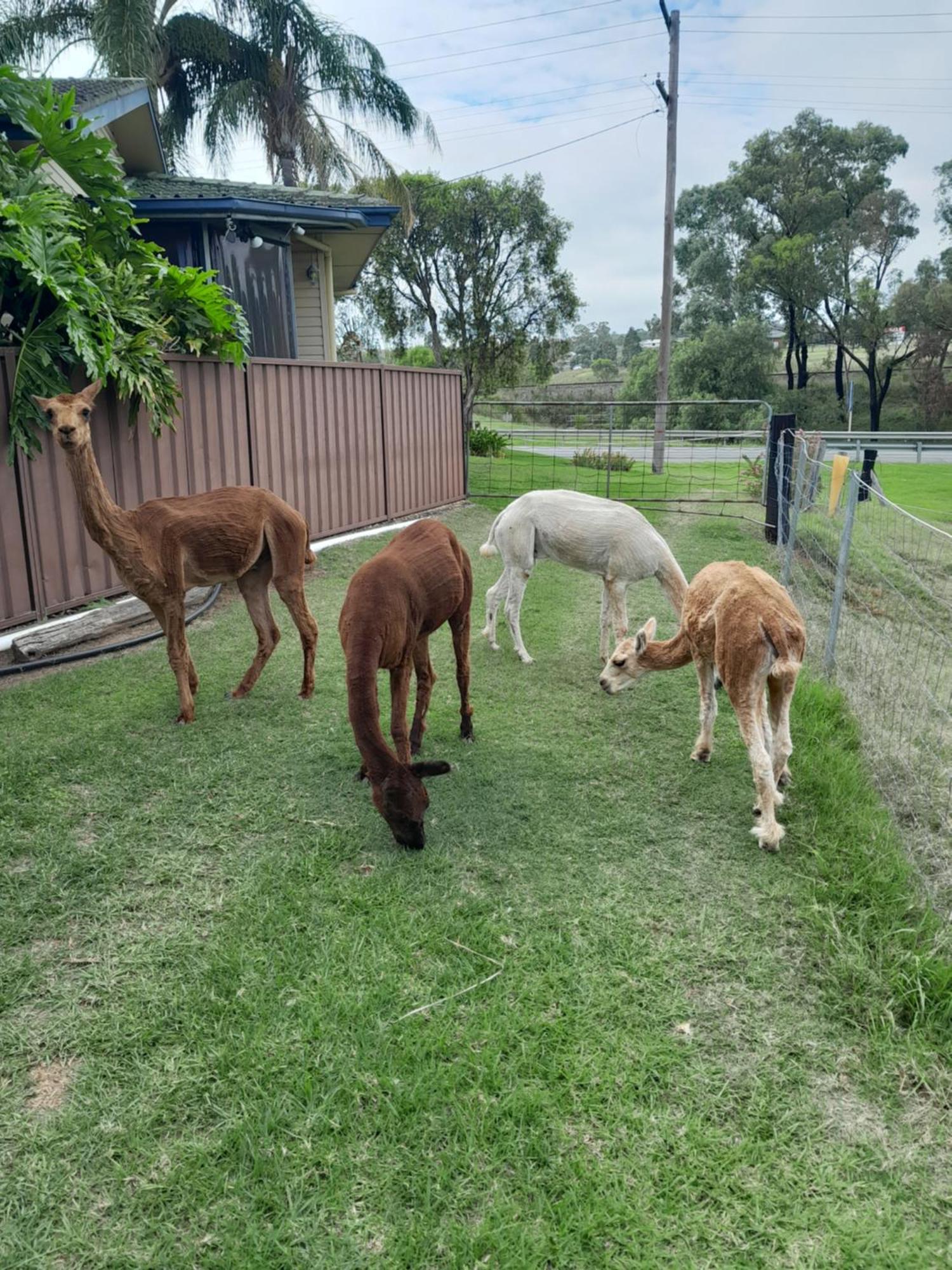 Muswellbrook Northside Bed & Breakfast 外观 照片